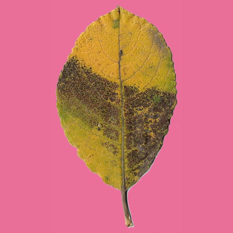Blatt