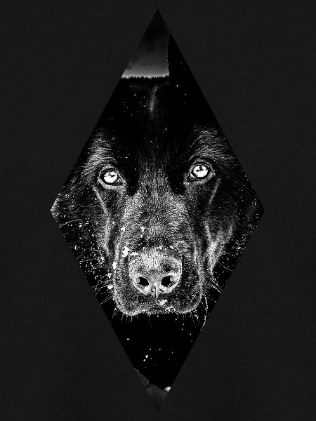 German shepherd