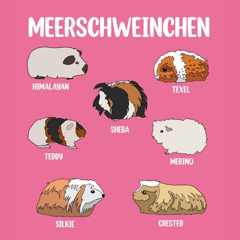 Meerschweinchen