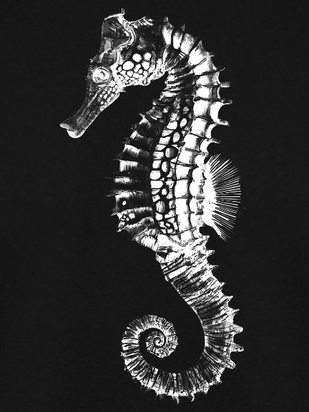 Seepferdchen Silhouette Schwarz