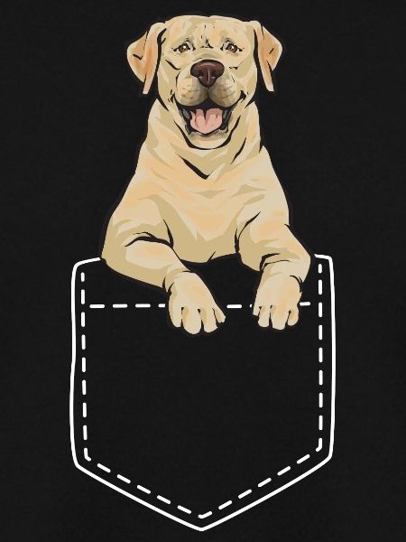 Gelber Labrador Retriever