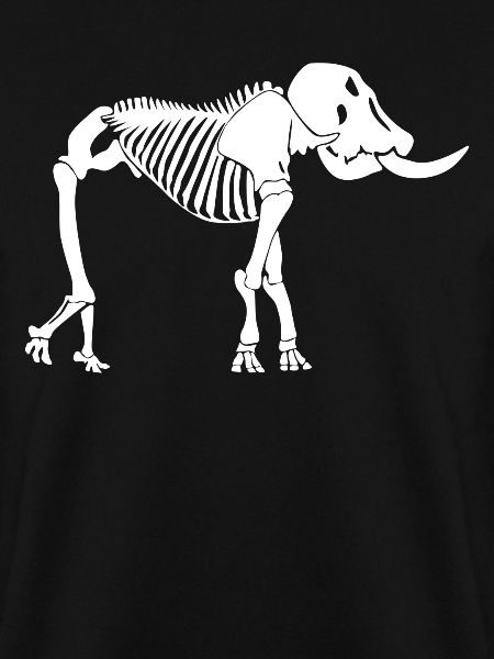 Elephant Skeleton Elephants