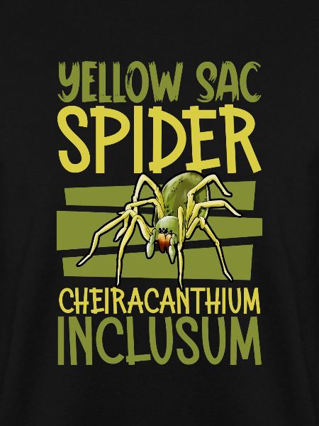 Echte Dornfinger Spinne