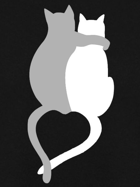 Katzen Liebe