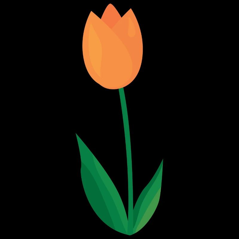 Tulpe