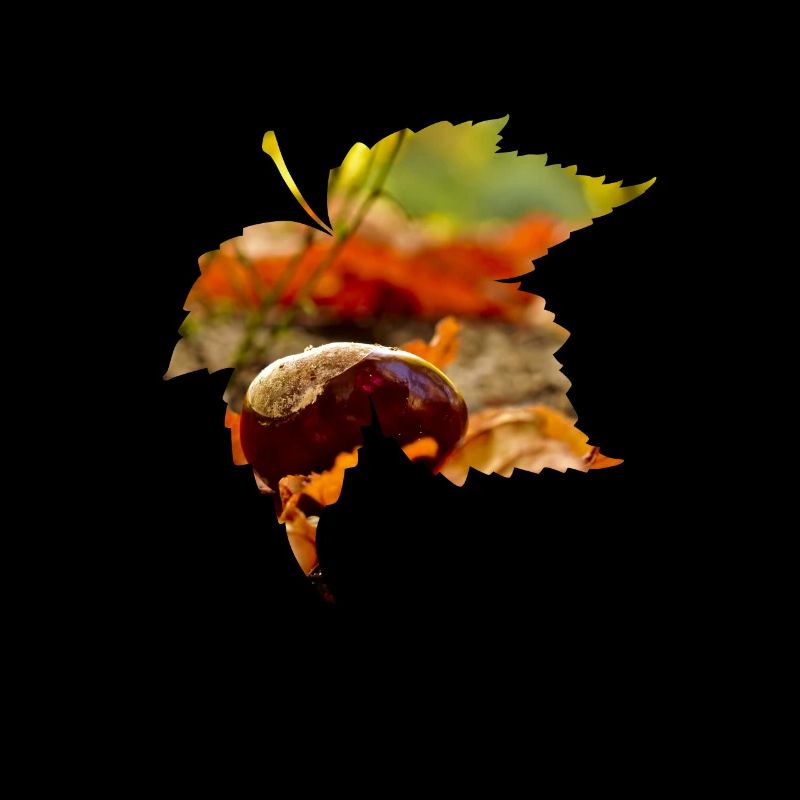 Herbst Kastanie Geschenk