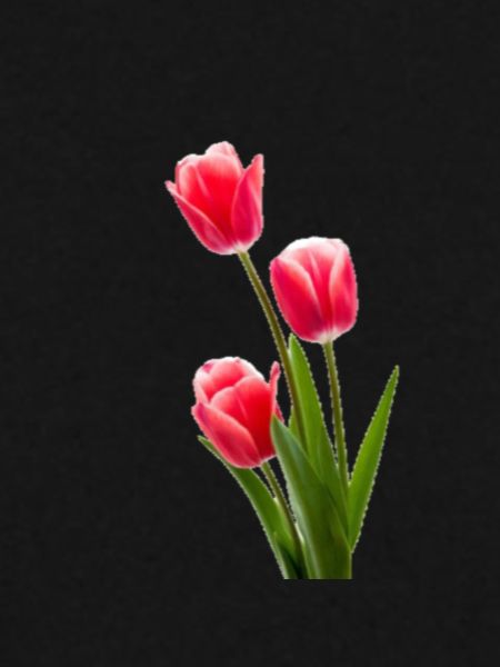 Tulpe / Tulip