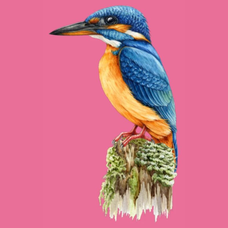 Eisvogel