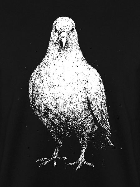 A pigeon