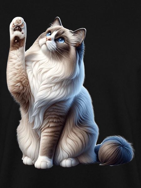 Ragdoll Katze Ragdoll Cat