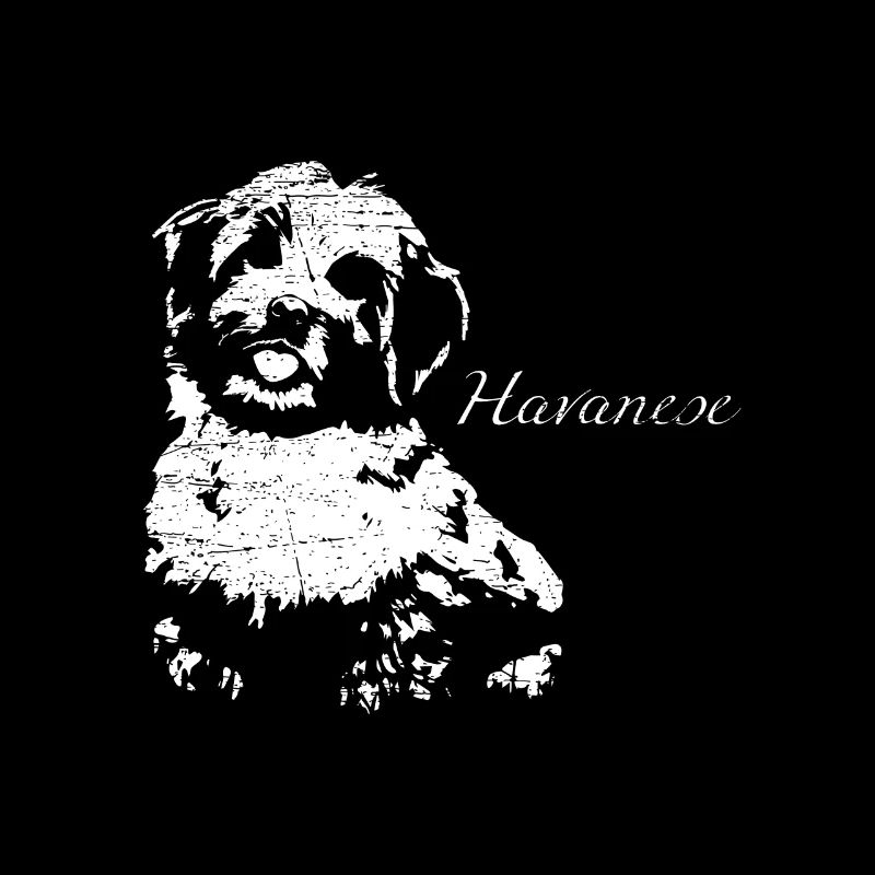 Havaneser Havanese