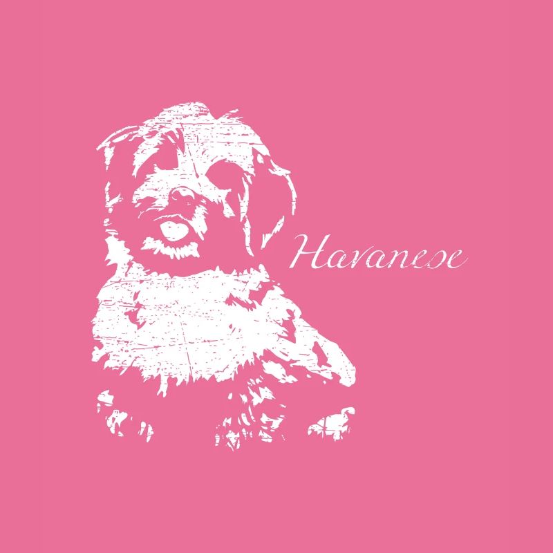 Havaneser Havanese