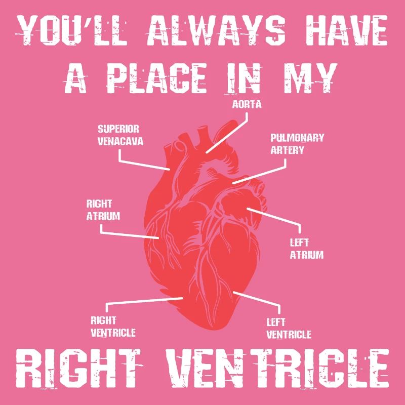 Herz Anatomie