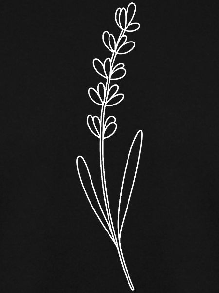 Lavender Line Drawing