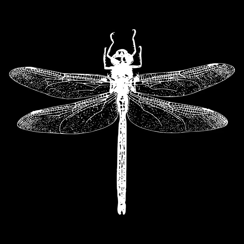 Libellule