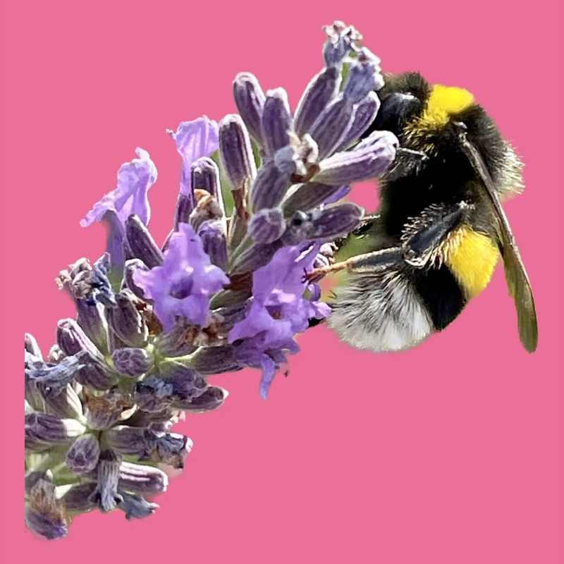 Lavendel Hummel