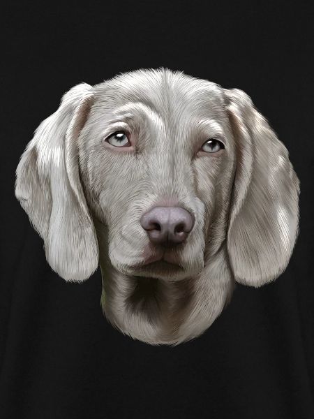 Weimaraner Hund
