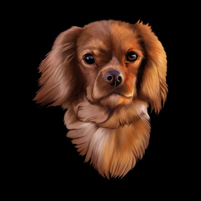 King Cavalier Hund
