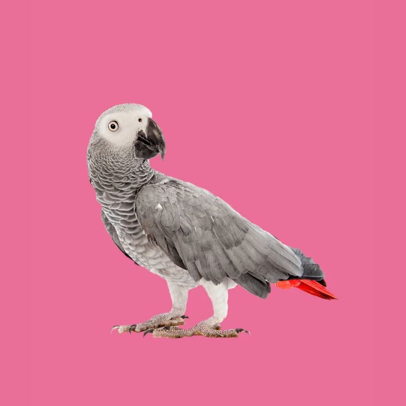 Graupapagei