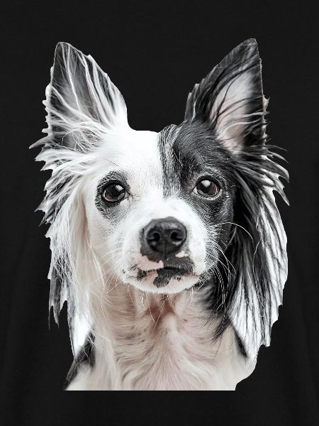 Chinesischer Schopfhund