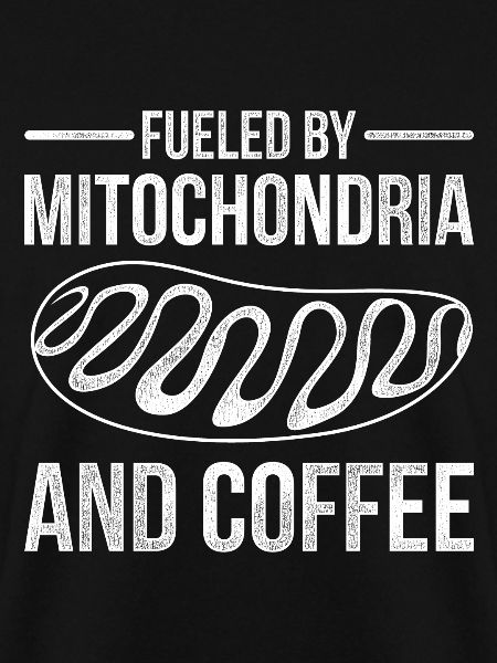 Biologie Mitochondrien