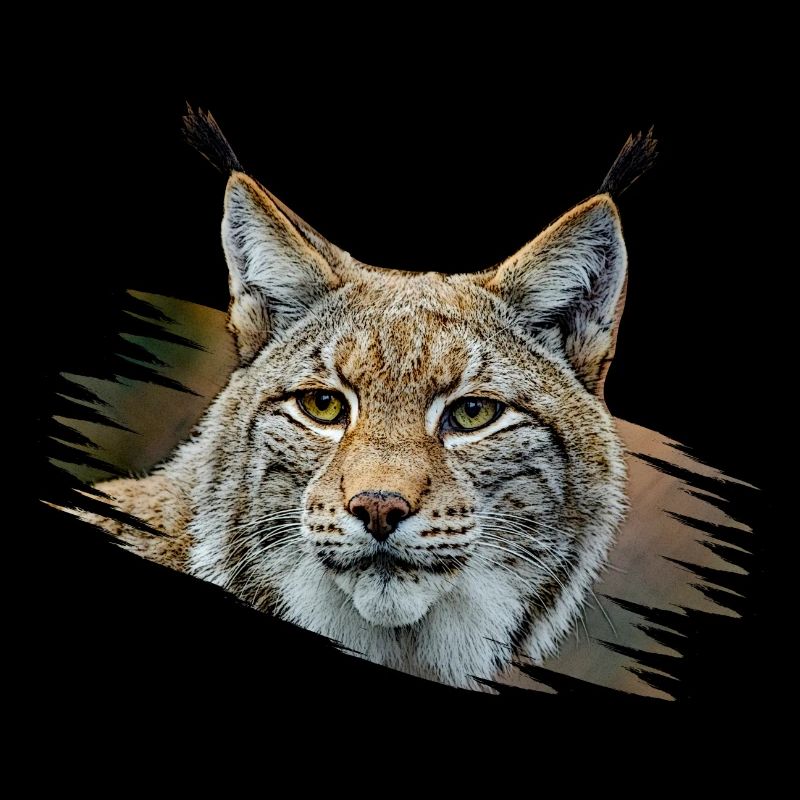Lynx