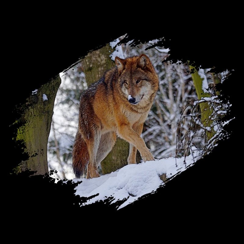 Wolf