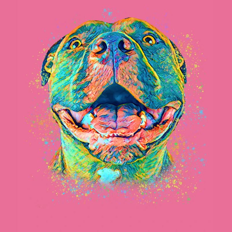 Pitbull mignon
