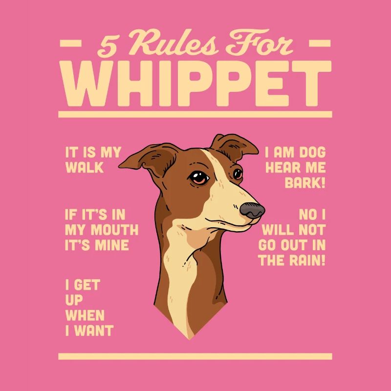 Whippet