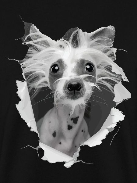 Chinesischer Schopfhund