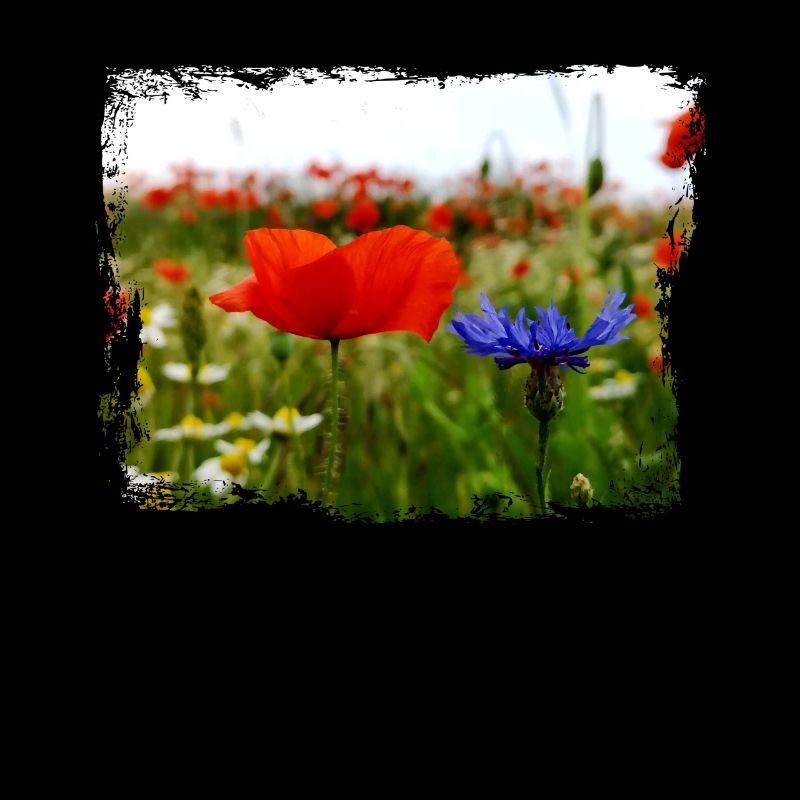 Peintures à l'huile de champ d'été de fleurs de pavot