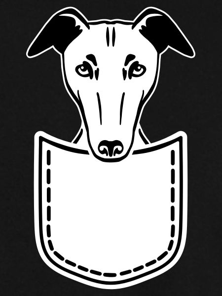 Whippet