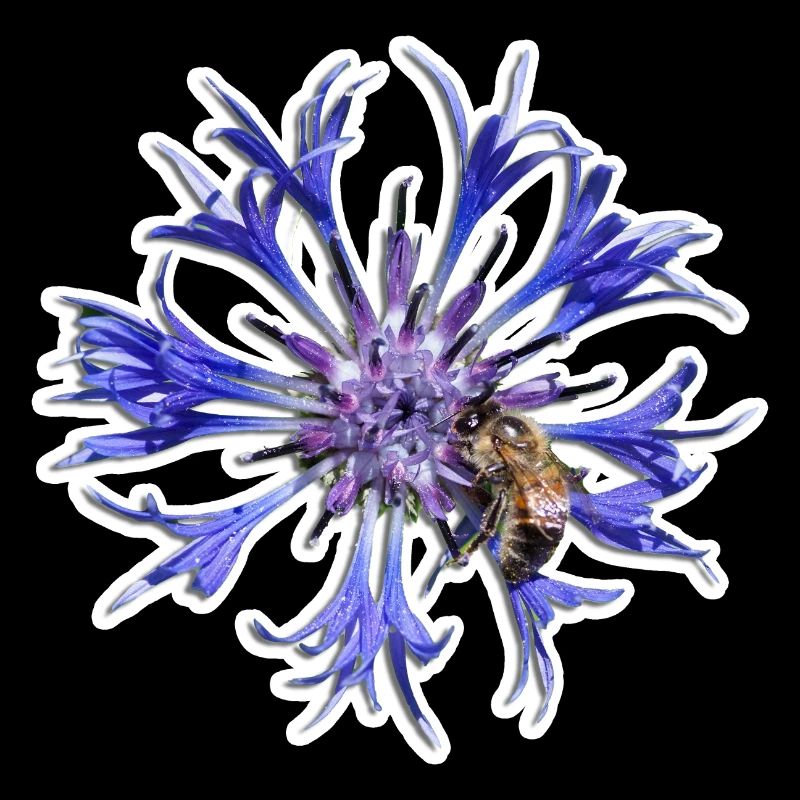 Blaue Blume