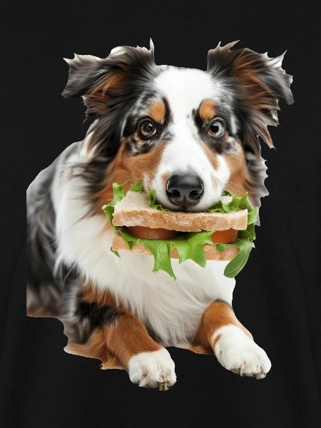 Australian Shepherd
