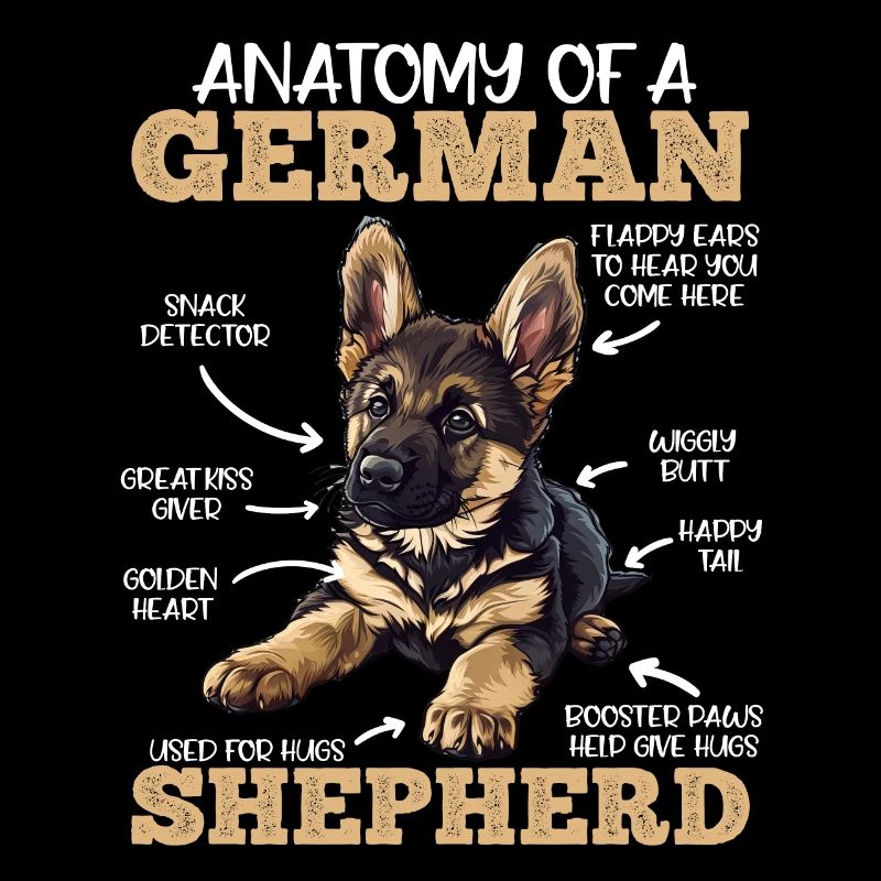 Anatomie du berger allemand drôle