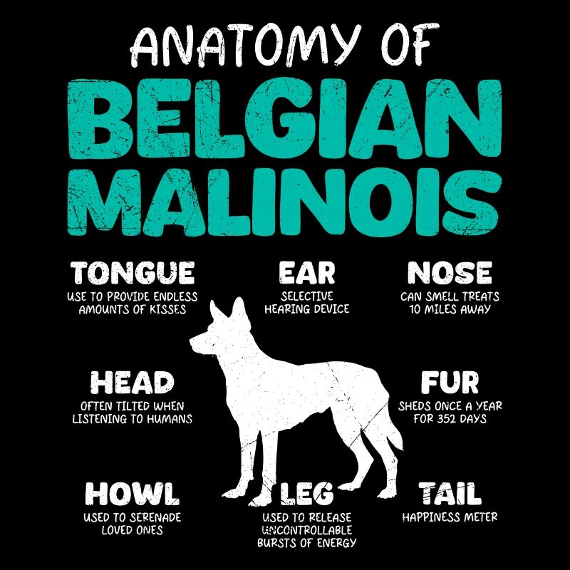 Berger Belge ANATOMIE D’UN BELGE