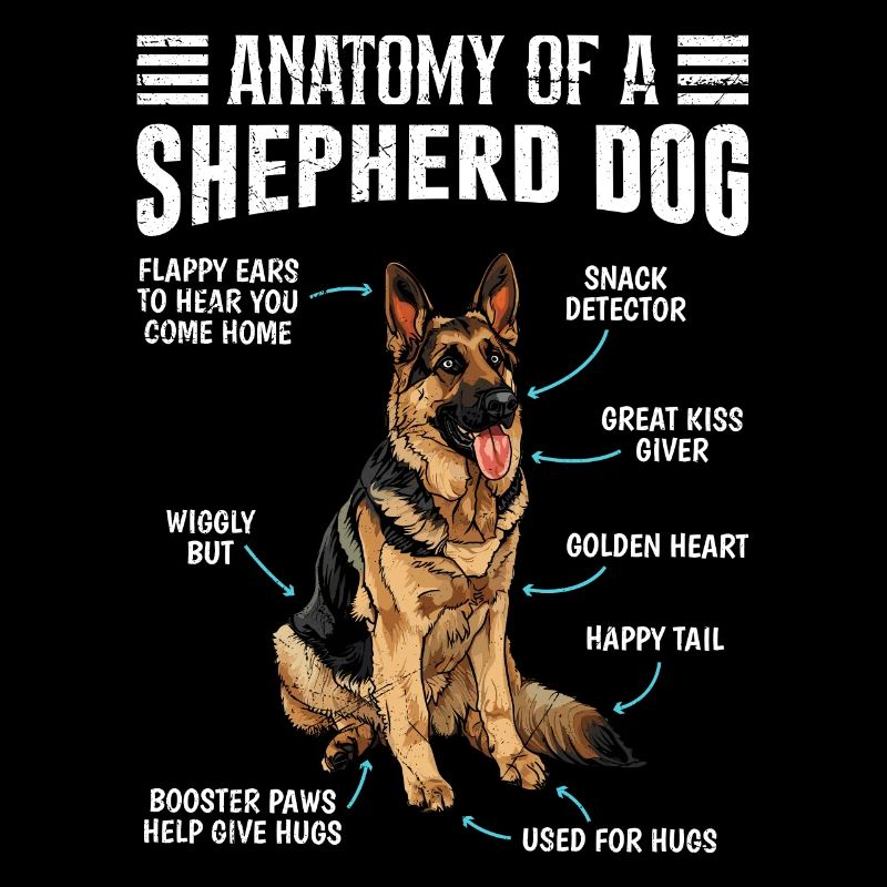 Anatomie d’un berger berger allemand
