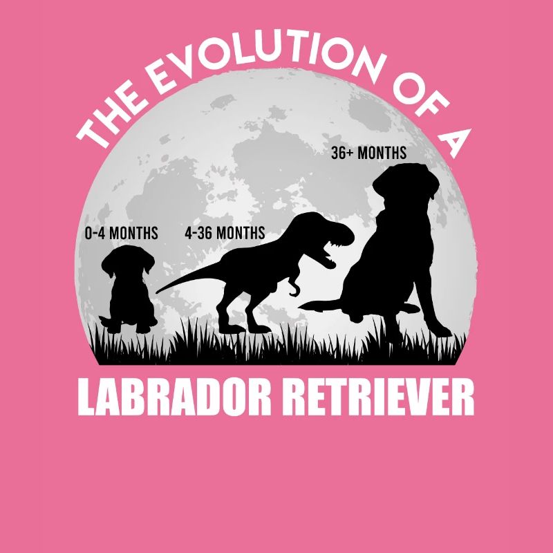 Fan du Labrador L'ÉVOLUTION D'UN Dino LABRADOR