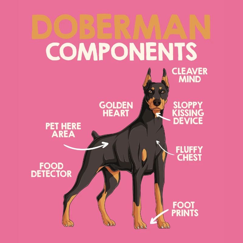 COMPOSANTS DU DOBERMAN Anatomie Doberman