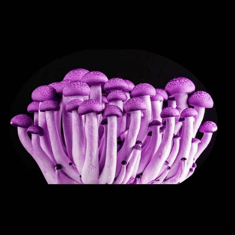Lila Mushrooms