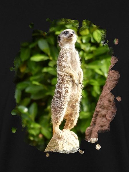 Ein Erdmännchen passt auf.