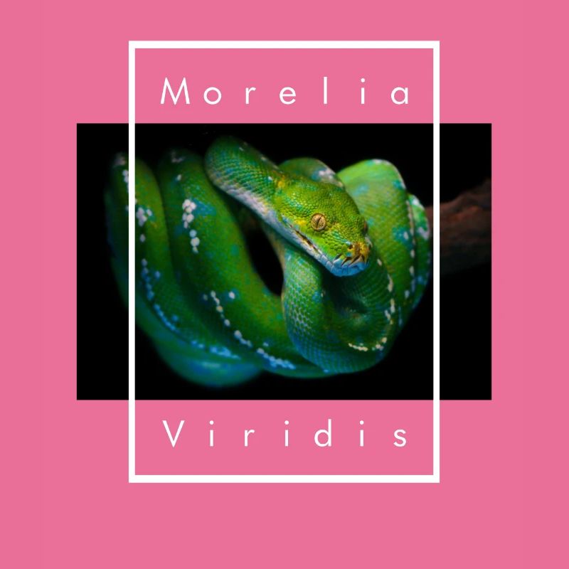 Morelia Viridis Arbre Vert Python Serpent Gardien