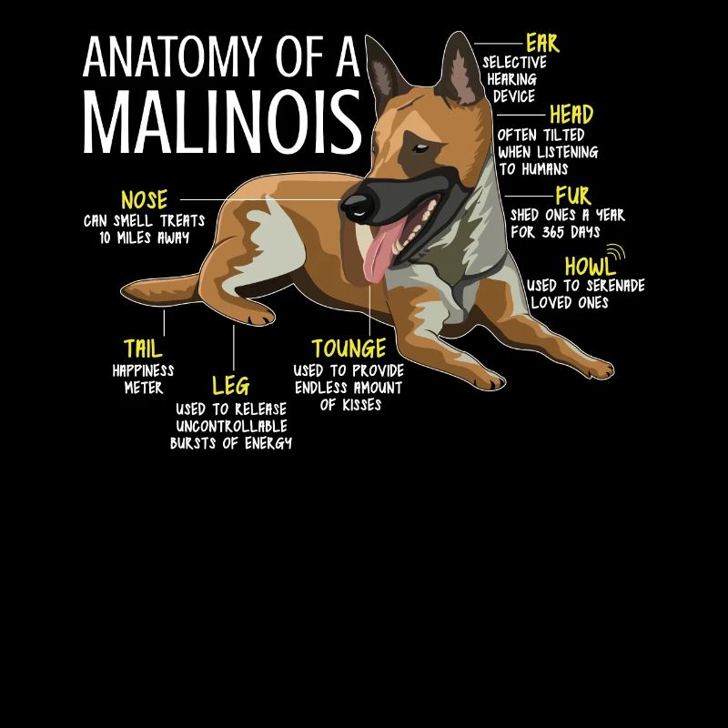 Propriétaire de chien de compagnie Berger Anatomie Malinois belge