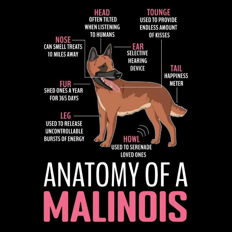 Propriétaire de chien de compagnie Berger Anatomie Du Malinois Belge