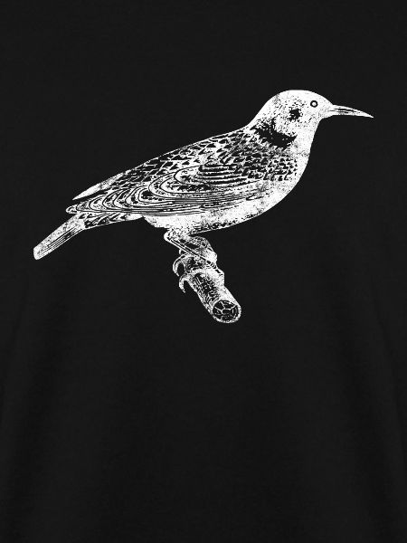 Vogel