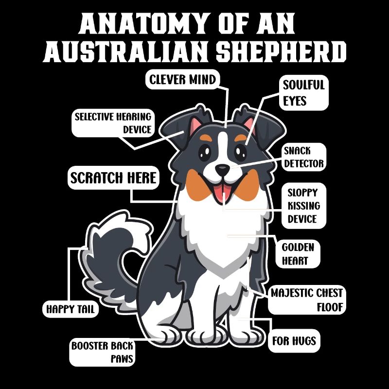 Australischer Schäferhund Aussie Dad Aussie Mom