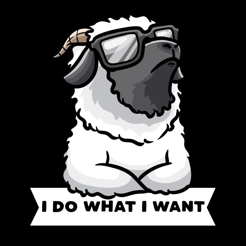 Stubborn Valais black-nosed sheep Sheep