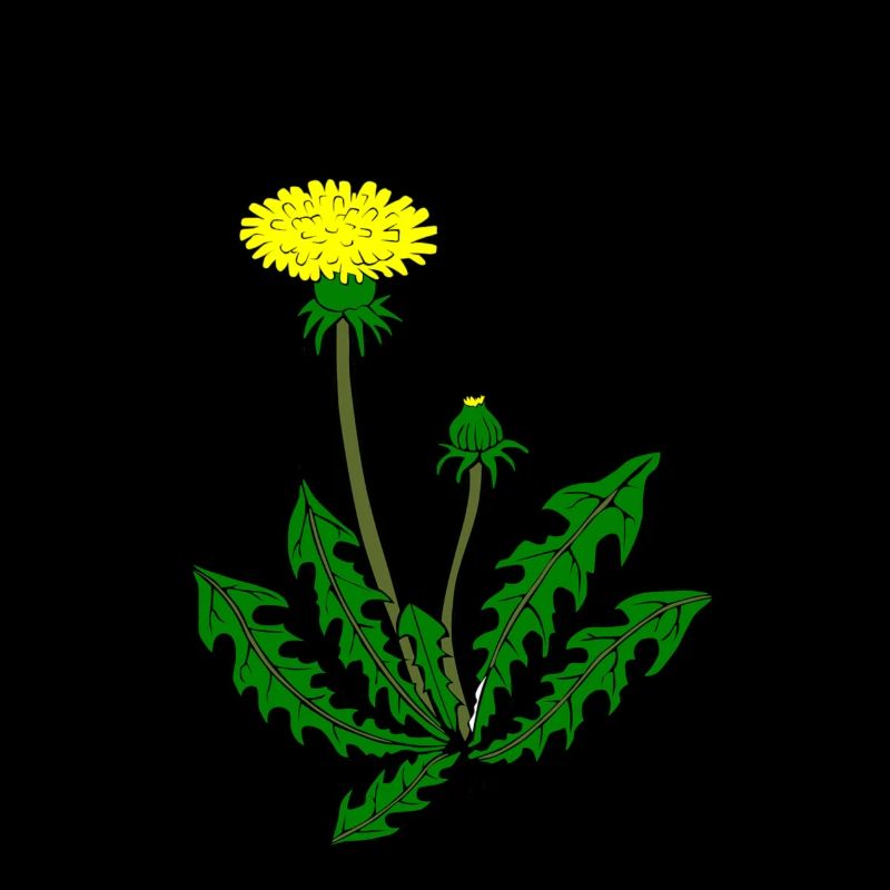 Löwenzahn Pusteblume