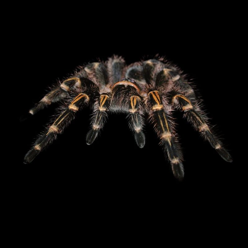 Spider bird spinner