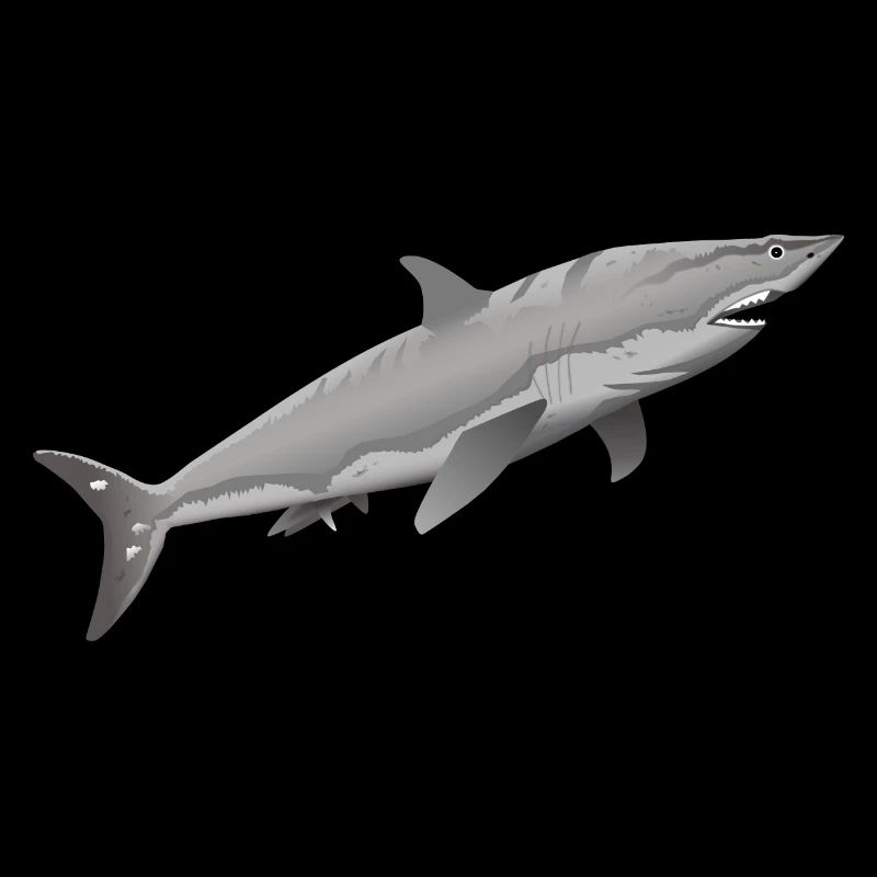 grand requin blanc grand requin blanc